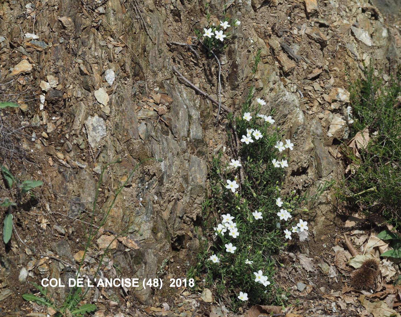 Sandwort, Mountain plant